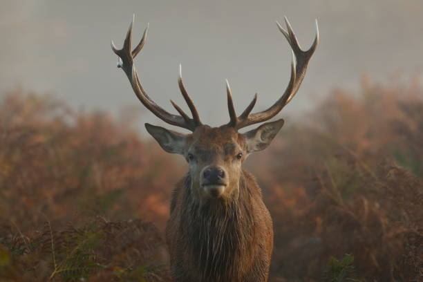 istock The red deer during the rut 1184049777