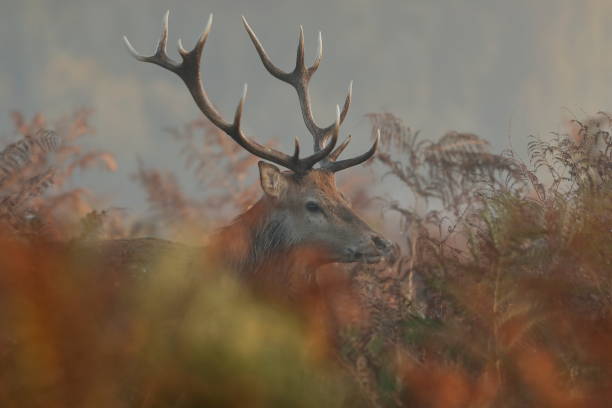 istock The red deer during the rut 1184049781