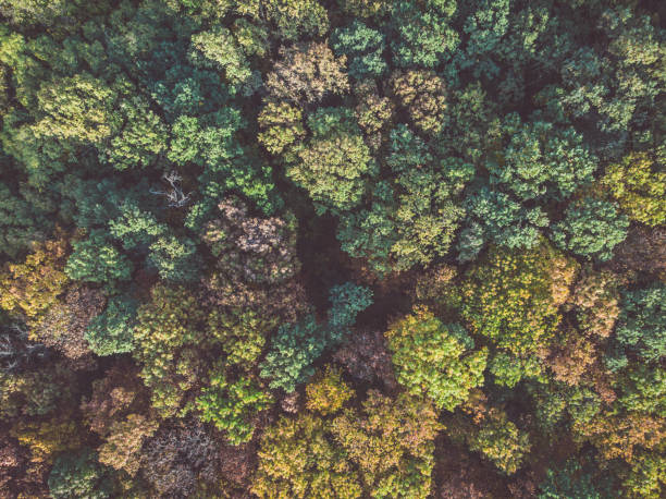 istock Colorful autumn forest aerial view 1184049869