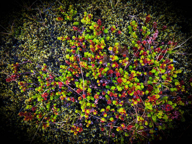 Snaefellsnes, Iceland: Close-Up Lava Plain Moss in Autumn