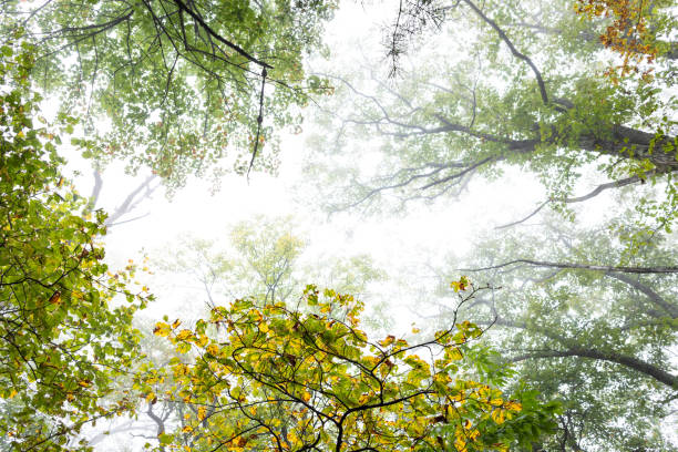 Fall Colors on a Hiking Trail in the Fog in the Pisgah National Forest Hiking on a foggy day during the fall in the Linville Gorge, near Asheville, North Carolina. mt mitchell stock pictures, royalty-free photos & images