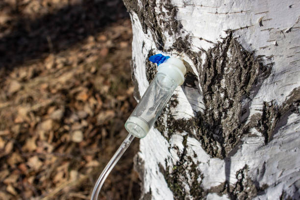 istock collecting birch nectar in the forest in early spring, front and back background blurred with bokeh effect 1184052284