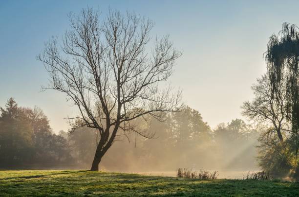 istock Beautiful colorful morning landscape. 1184052509