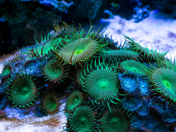 istock green palythoa (soft coral) in a reef aquarium 1184054156