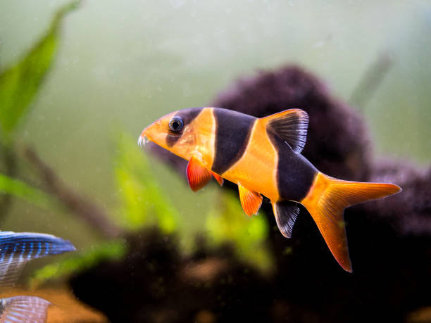 istock Large clown loach in fish tank (Chromobotia macracanthus) 1184054182