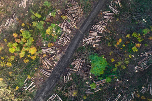 Forest, deforestation area - aerial view Forest, deforestation area - aerial view deforestation stock pictures, royalty-free photos & images