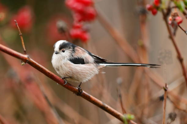 istock The long-tailed tit or long-tailed bushtit 1184055191