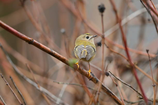 istock The goldcrest is a very small passerine bird. 1184055202
