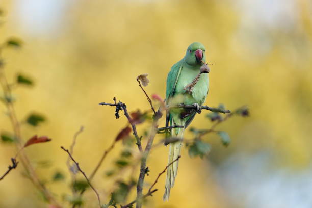 The rose-ringed parakeet The rose-ringed parakeet, also known as the ring-necked parakeet, is a medium-sized parrot in the genus Psittacula, of the family Psittacidae. krameri stock pictures, royalty-free photos & images