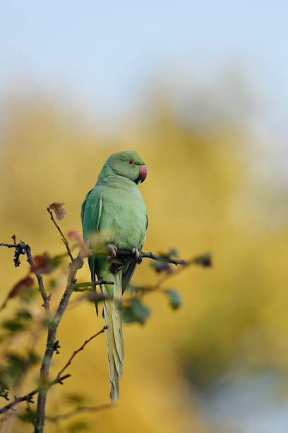 The rose-ringed parakeet The rose-ringed parakeet, also known as the ring-necked parakeet, is a medium-sized parrot in the genus Psittacula, of the family Psittacidae. krameri stock pictures, royalty-free photos & images