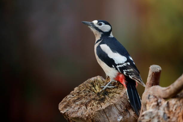istock The great spotted woodpecker 1184056261