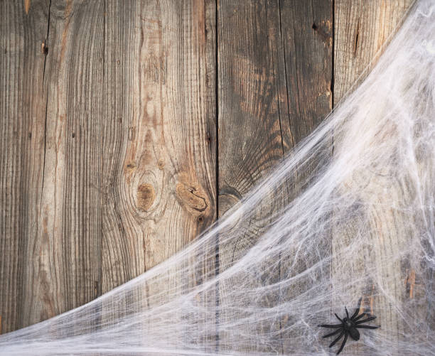 istock white spider web with black spiders on a gray wooden background from old boards 1184056326