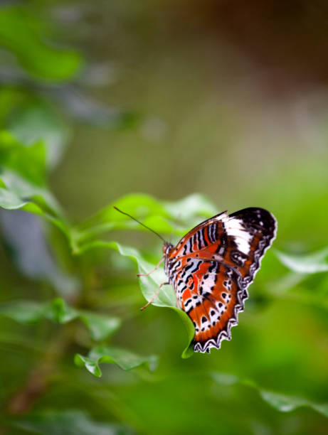 istock Cethosia hypsea hypsina (Malay Lacewing) 1184061132
