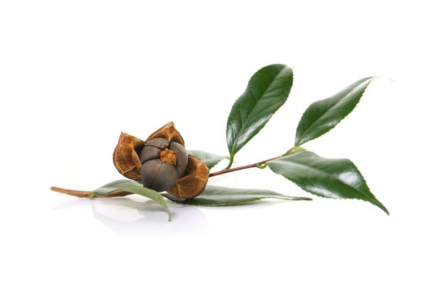 ripe open camellia nuts with seeds isolated on a white background