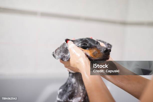 Lathering The Dog In The Bath Stock Photo - Download Image Now - Dog, Bathtub, Shower