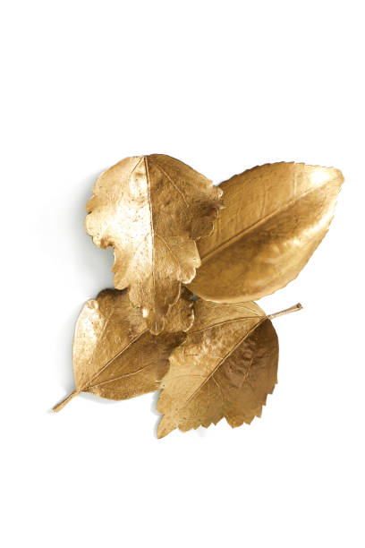 istock leaves colored in golden color on a white background 1184063395