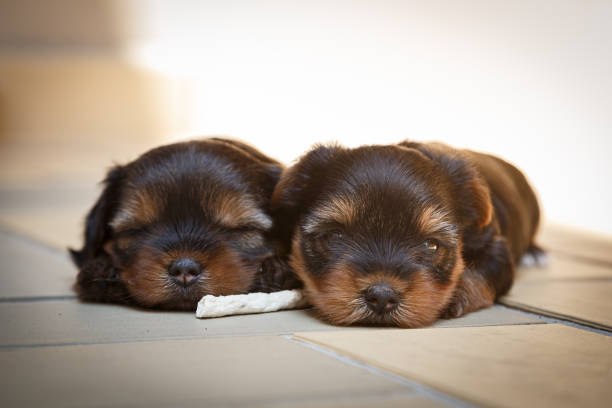 baby yorkshire dogs