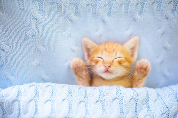 istock Baby cat. Ginger kitten sleeping under blanket 1184064668