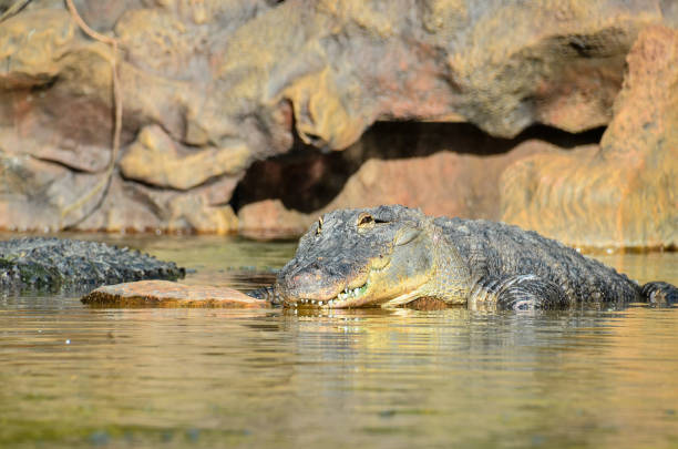istock Amphibian Prehistoric Crocodile 1184067414