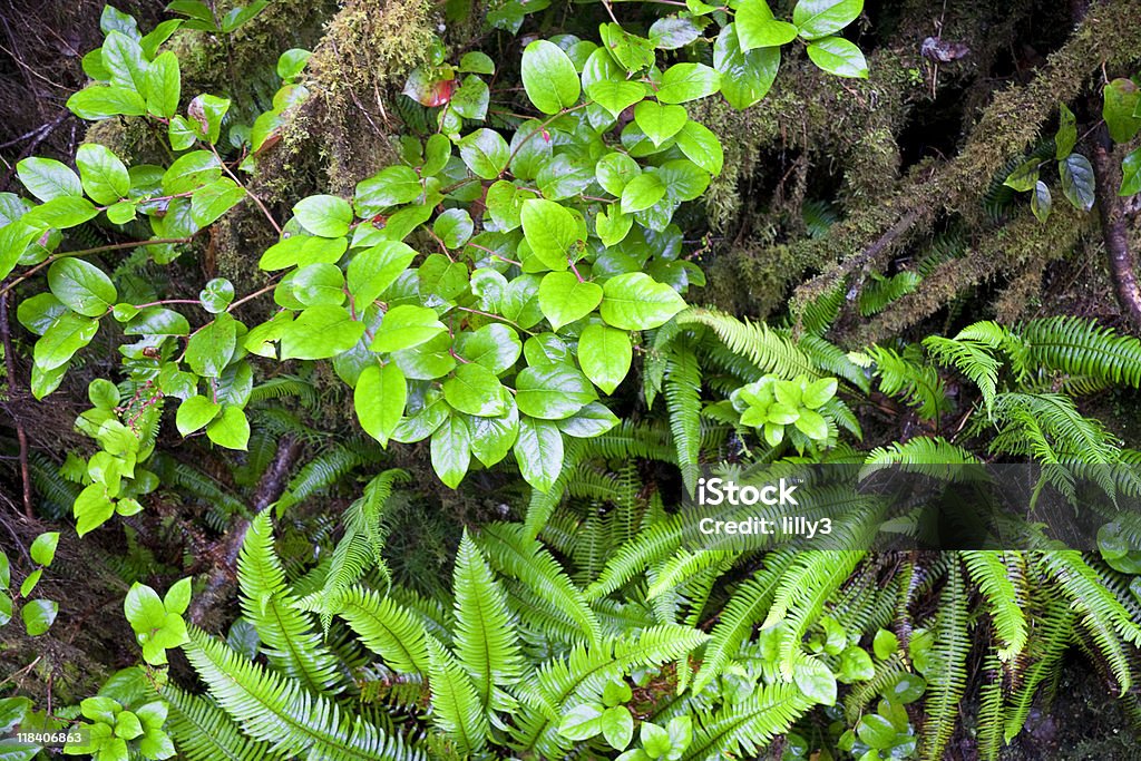 Dettaglio della foresta pluviale temperata sulla costa del Pacifico - Foto stock royalty-free di Abete bianco del Pacifico