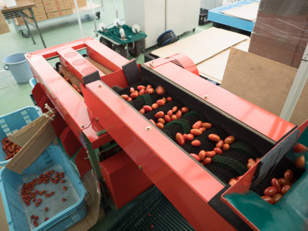 istock Selection of cherry tomatoes 1184068861