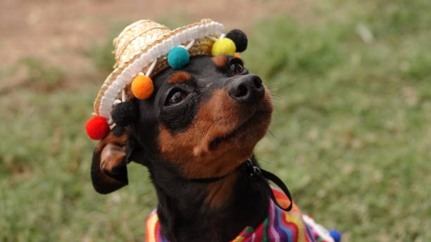 dog sombrero and poncho costume