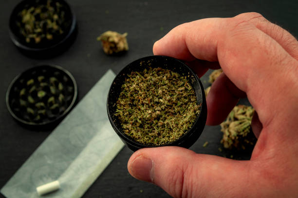 istock Preparing a joint and drug paraphernalia concept theme with man using a herb girder to grind a cannabis bud and roll marijuana joints, next to rolling paper and weed buds isolated on dark background 1184077792