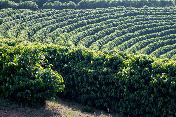 istock Farm coffee plantation in Brazil 1184077874