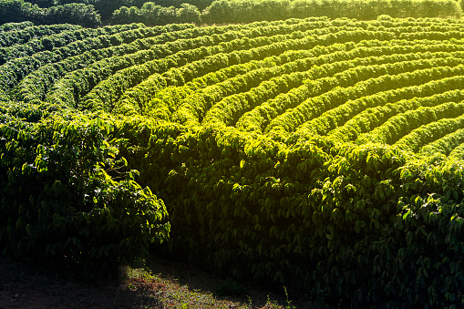 View farm with coffee plantation - Farm coffee plantation in Brazil - Cafe do Brasil - brazilian coffee