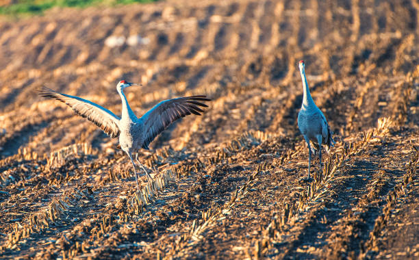 istock Courtship of Sandhill Crane 1184080151