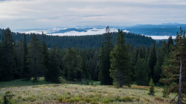 istock early morning view from dunraven pass in yellowstone 1184082256