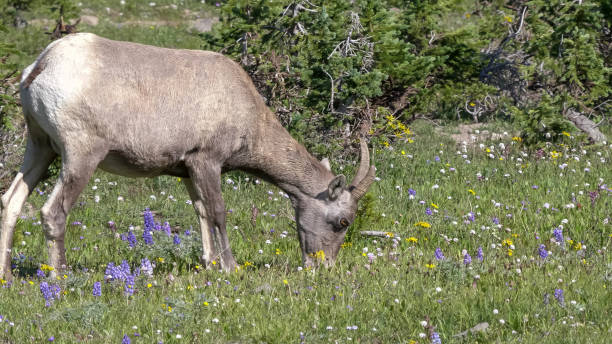 bighorn овец среди полевых цветов на горе washburn в желтом камне - montana mountain lupine meadow стоковые фото и изображения