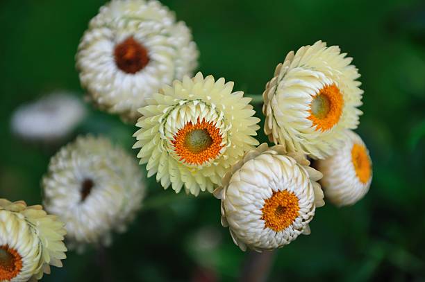 Helichrysum or Straw flower in outdoor garden. Straw flowers, scientific name is Helichrysum bracteatum.