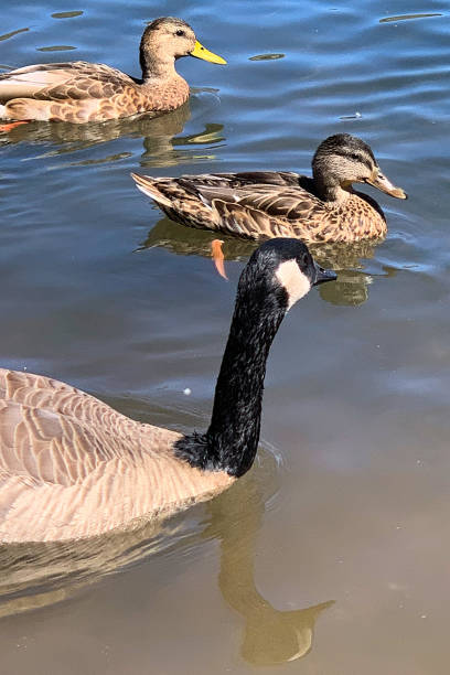 groupe d'oiseaux sur l'eau - lac waterfowl photos et images de collection