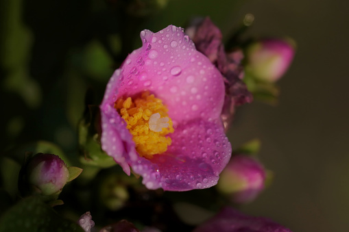 rose cactus pink-purplish flowers