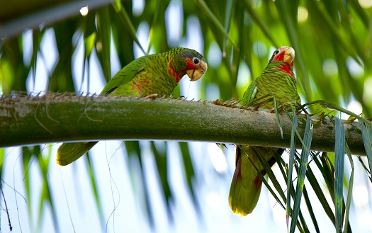 A pair of cayman island parrots in the grand Cayman