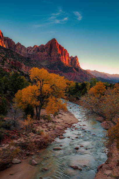 Zion Watchman at Dusk View of the Watchman in Zion National Park at sunset cottonwood tree stock pictures, royalty-free photos & images