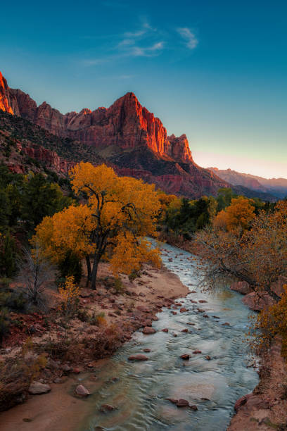 Zion Watchman at Dusk View of the Watchman in Zion National Park at sunset zion river stock pictures, royalty-free photos & images