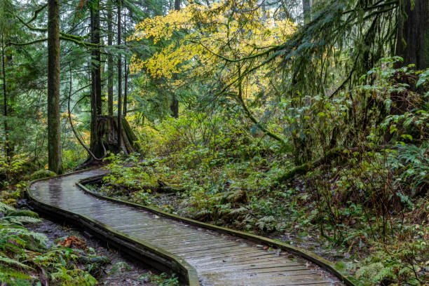 istock walking bridge in woods, North Vancouver, BC, Canada 1184093957