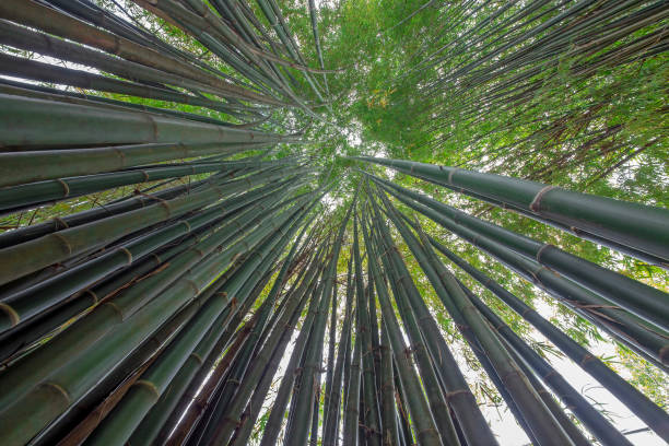 istock Row of bamboo trees in the park. 1184096295