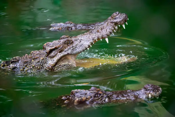 Photo of Freshwater crocodiles are open mouth in the water.