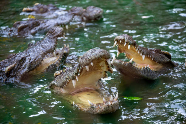 istock crocodile is opening its mouth in the water. 1184096897