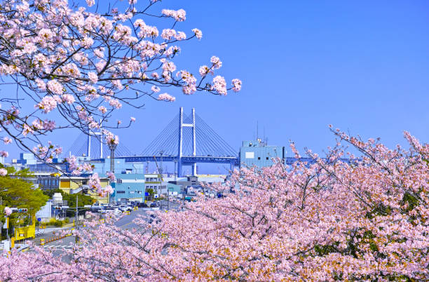 istock Yamashita Pier and Bay Bridge 1184097651