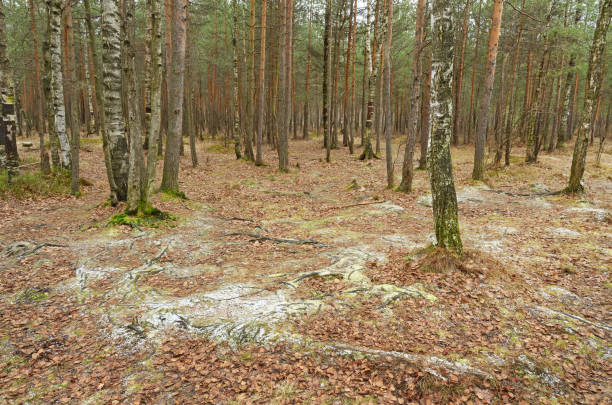 istock Wildlife in the forest. 1184099206