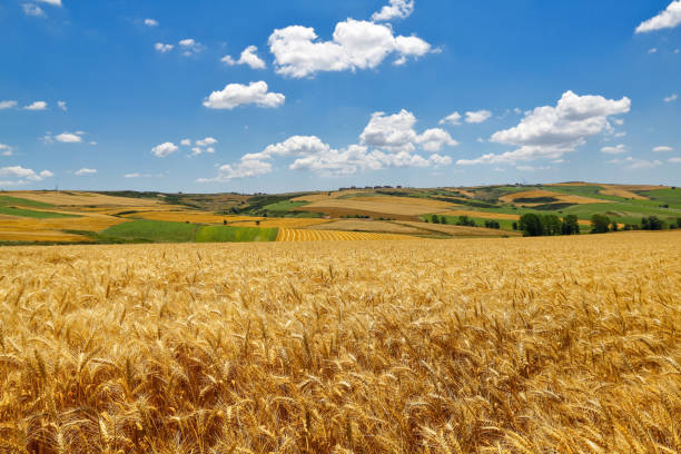 champ jaune de blé et nuages dans le ciel - summer cereal plant sunlight sun photos et images de collection