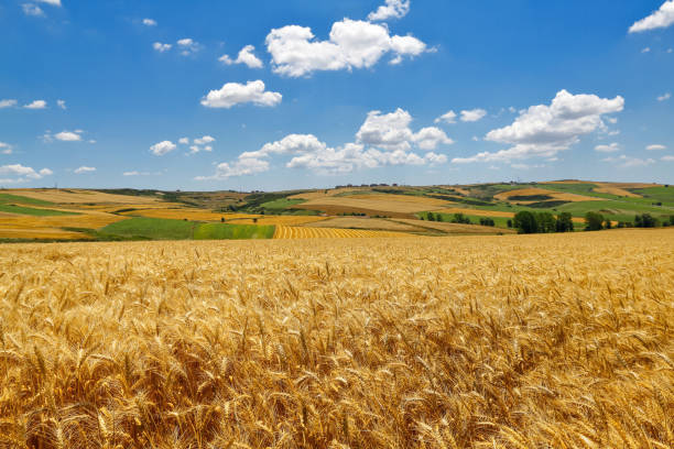 istock Yellow wheat field and clouds in the sky 1184104584