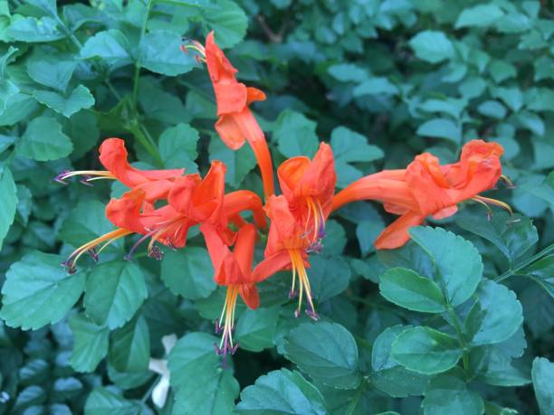 istock Orange flowers in the garden 1184105249