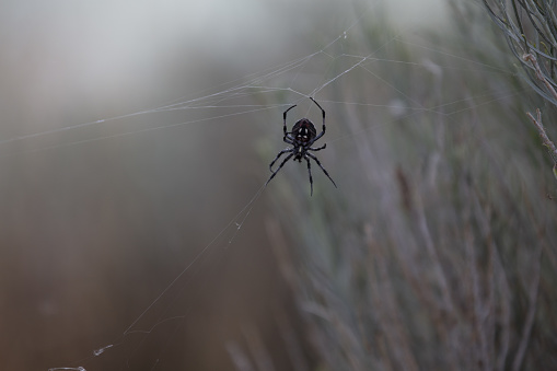 Creepy spider on the spider web