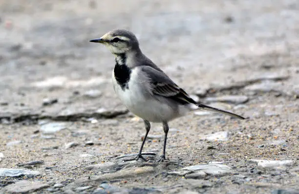 The white-wagtail is a small paaserine bird in the family Motacillidae.