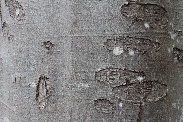 Tree bark texture of Fagus sylvatica or European beech